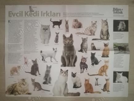 EVCİL KEDİ IRKLARI POSTERİ-41X55 CM BOYUTLARINDA